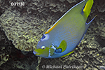 Queen Angelfish (Holacanthus ciliaris)